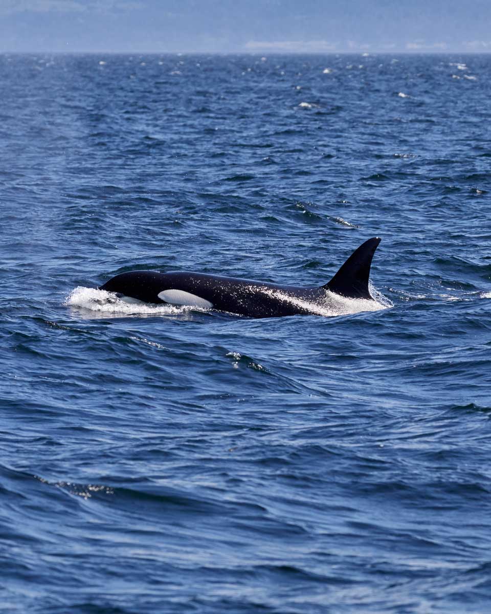 An-orca-swims-in-the-ocean-near- Tauranga New Zealand