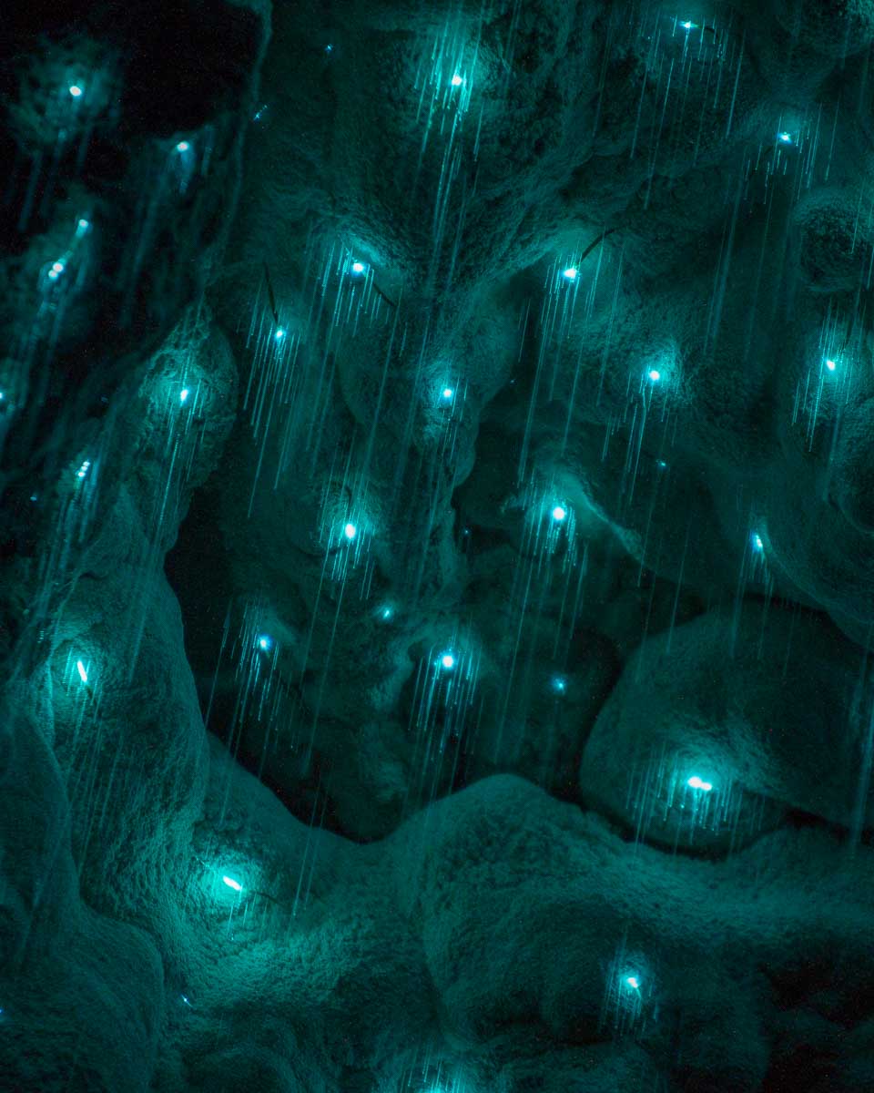 Looking at glow worms near Tauranga New Zealand