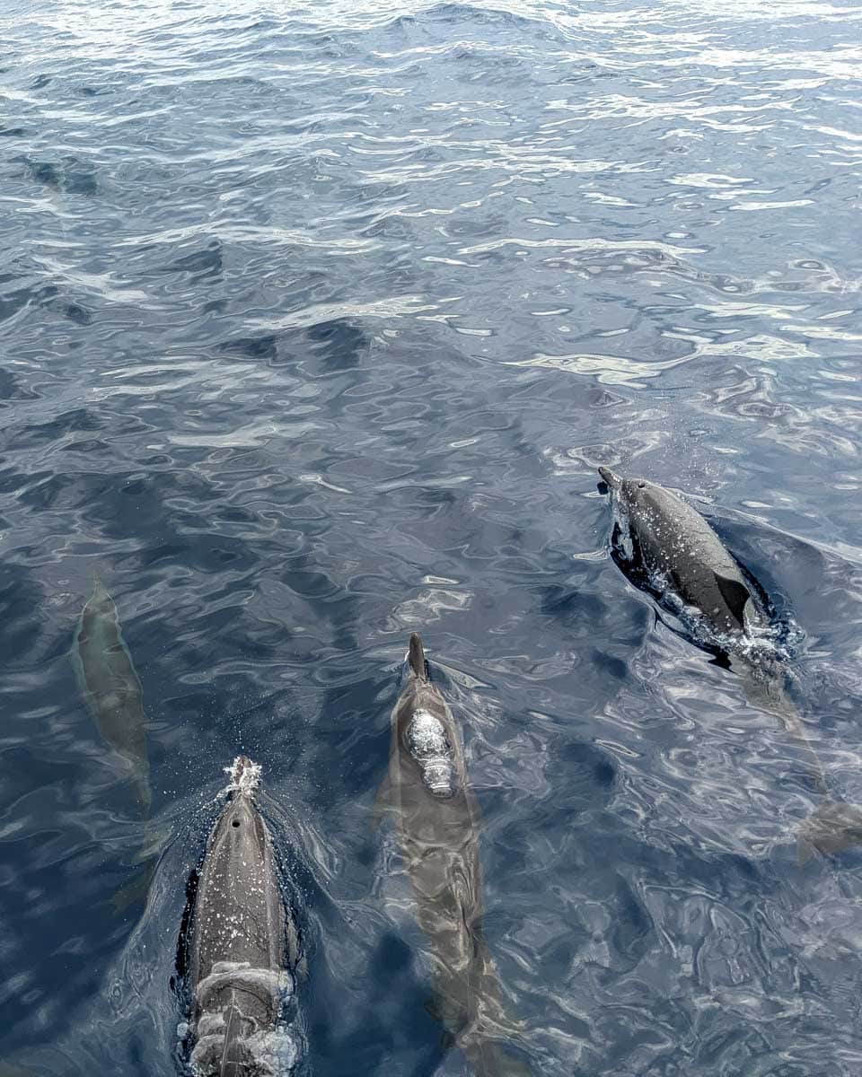 Several-dolphins-seen-on-a-tour-from- Tauranga New Zealand