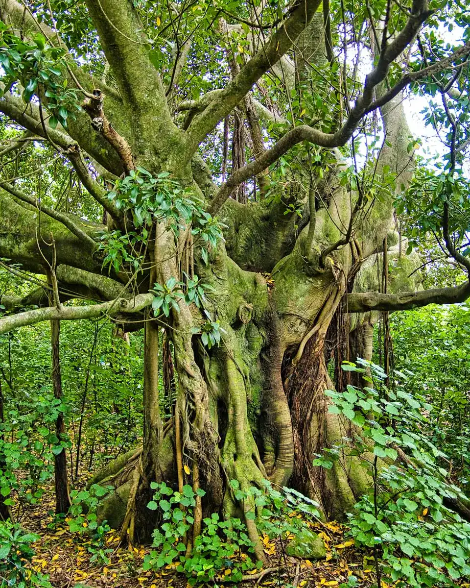 A very old puriri tree on Waiheke Island, New Zealand