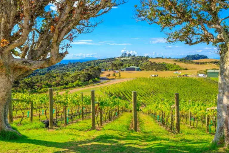 A vineyard on a sunny day on Waiheke Island, New Zealand