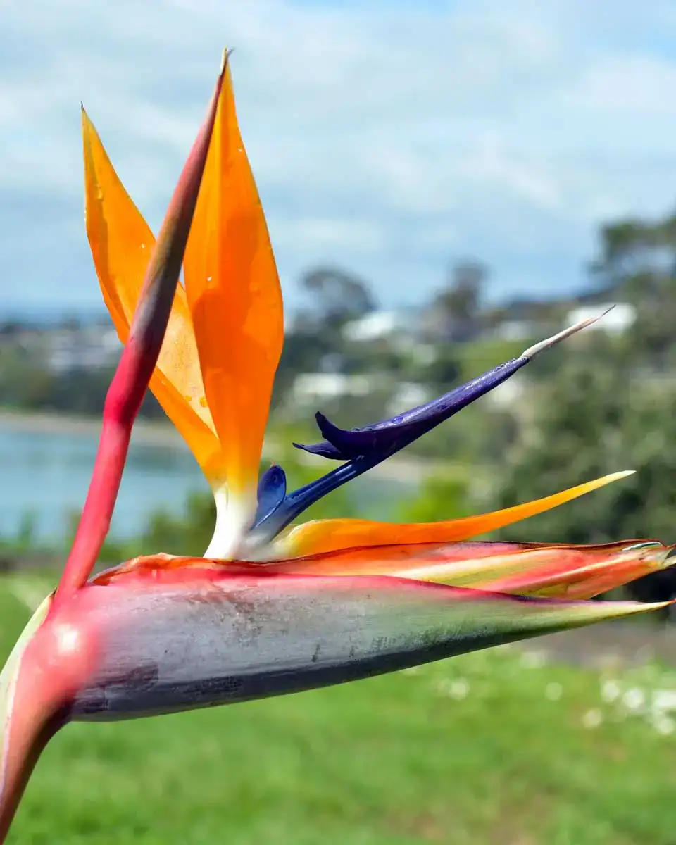 Bird of Paradise Flower in Spring at Oneroa, Waiheke Island, New Zealand