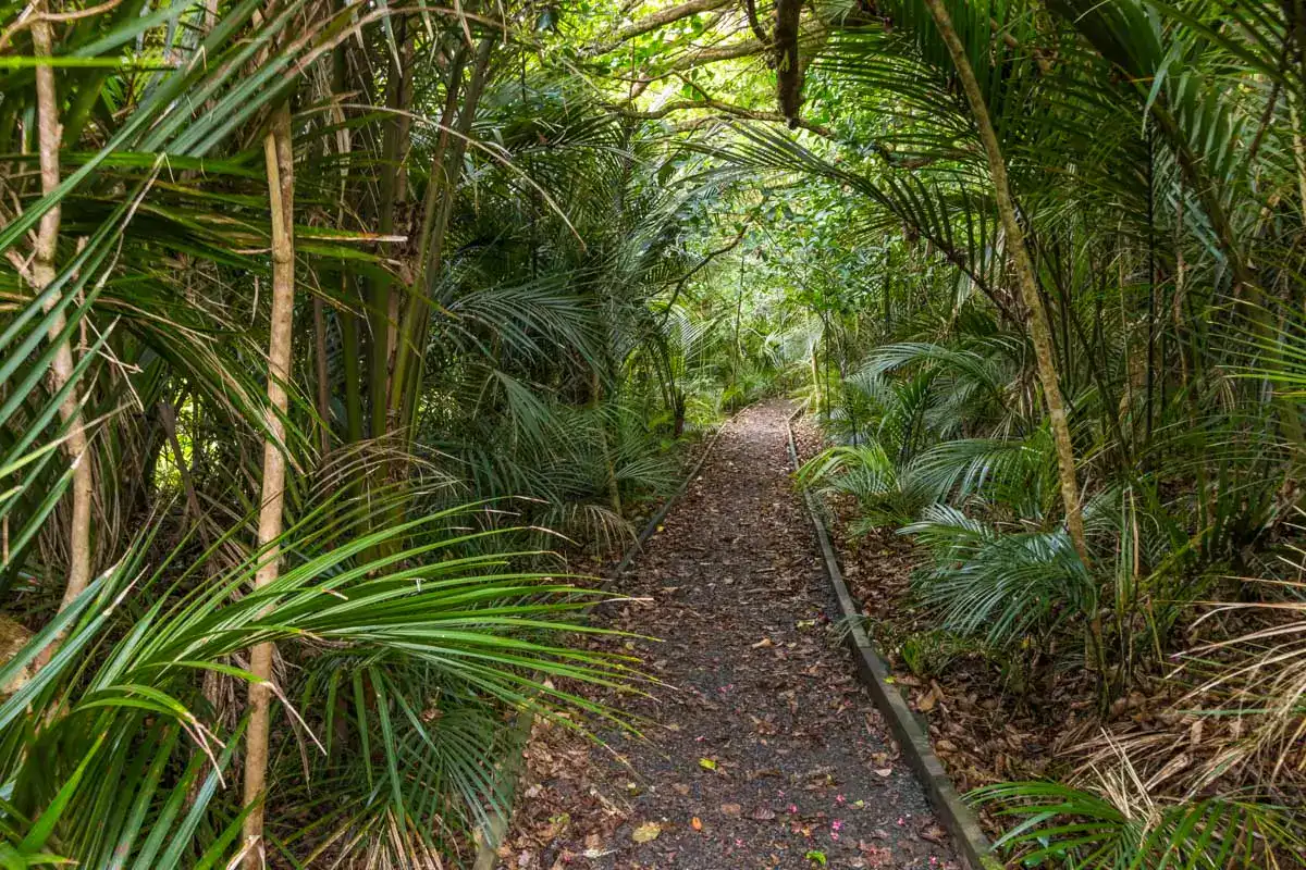 Nīkau palms in Whakanewha Regional Park, Waiheke Island, New Zealand