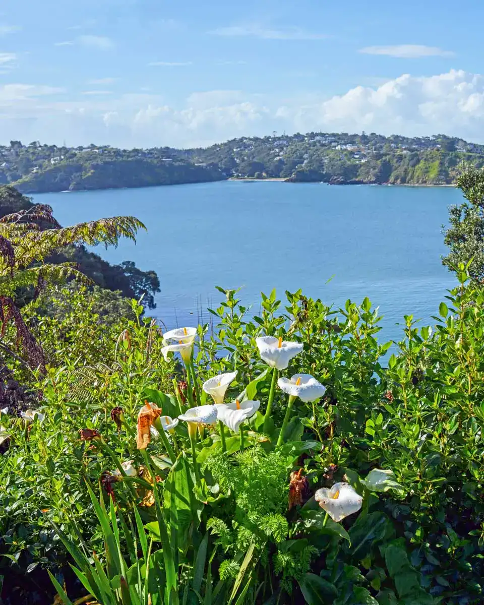 Oneroa Bay on Waiheke Island, Auckland, New Zealand