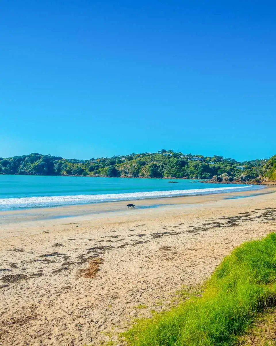 Onetangi Beach on Waiheke Island, New Zealand