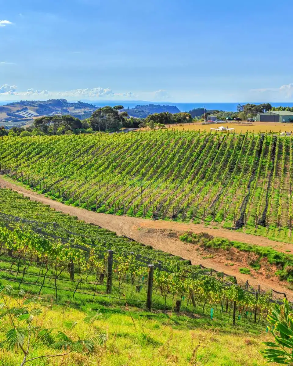 Rolling vineyards on Waiheke Island, New Zealand