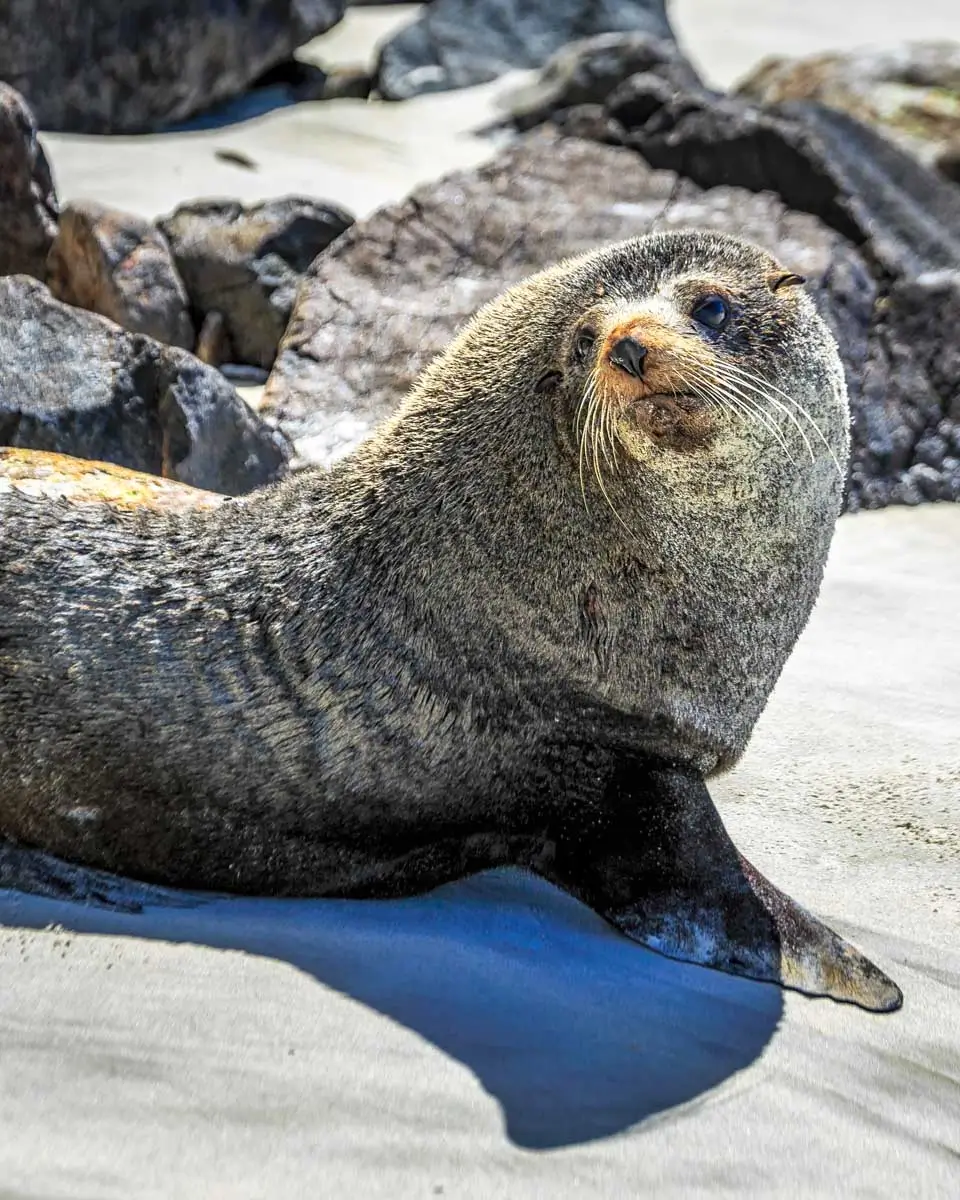 Sea lion seen in Otago Peninsula, Dunedin, New Zealand